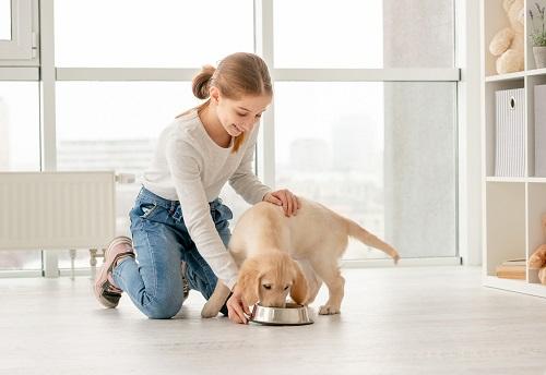 犬の飼育環境はどうやって決める?